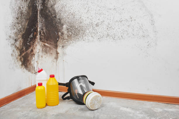 Best Mold Remediation  in Morrisville, NC