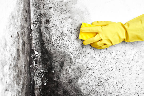 Professional Mold Removal in Morrisville, NC