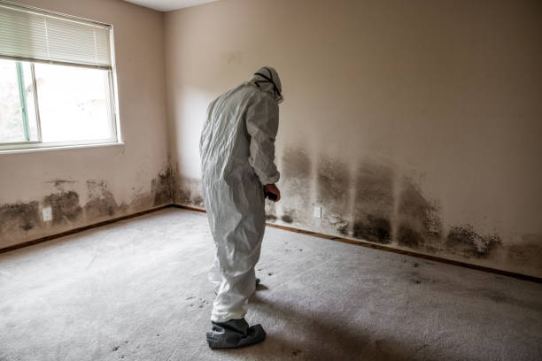 Best Emergency Mold Removal  in Morrisville, NC