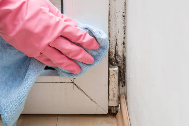 Best Mold Cleaning Services  in Morrisville, NC